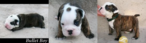 bullet baby pics.webp