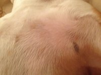 rocco spot1.jpg rocco spot1.jpg