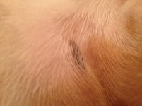 rocco spot2.jpg rocco spot2.jpg