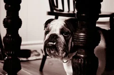 murphy 3.webp