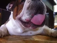 murphy zits.webp