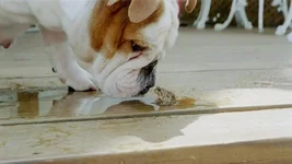 Meg and Frog.webp
