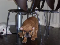 100_8252.webp