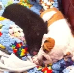 cuddle.webp