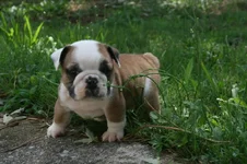 Ellie Mae.webp