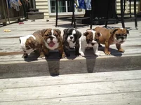 Seamus 6 weeks - whole fam.webp