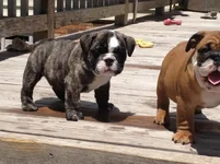 Seamus 6 weeks 2.webp