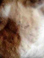 ImageUploadedByTapatalk1350226141.594222.jpg ImageUploadedByTapatalk1350226141.594222.jpg