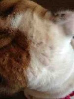 ImageUploadedByTapatalk1350226185.947248.jpg ImageUploadedByTapatalk1350226185.947248.jpg