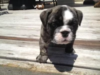 Seamus 6 weeks 3.webp