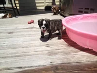 Seamus 6 weeks 5.webp