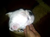 charlie results 2.webp