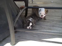 Seamus 6 weeks.webp