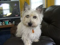 buffy.webp