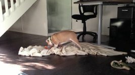 remiblanket.jpg remiblanket.jpg