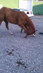 Paco bowing.webp