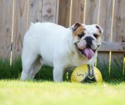 bulldog_soccer.jpg