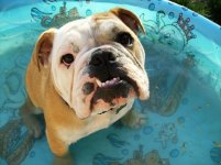 Haggis_in_pool.jpg Haggis_in_pool.jpg