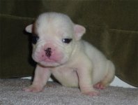 Simon - 3 weeks old.jpg Simon - 3 weeks old.jpg
