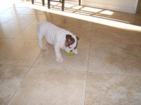 Dublin's first day home 3.jpg Dublin's first day home 3.jpg