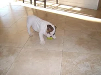 Dublin's first day home 3.webp