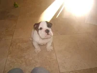 Dublin's first day home 4.webp