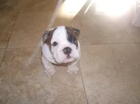 Dublin's first day home 5.webp