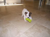 Dublins's first day home 6.webp