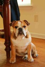 ImageUploadedByTapatalk HD1344610600.288242.jpg