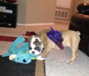 Brutus 11.jpg Brutus 11.jpg