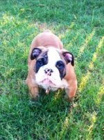 Brutus 2.jpg Brutus 2.jpg