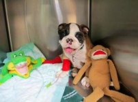 Brutus 5.jpg Brutus 5.jpg