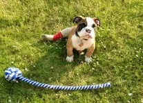 Brutus 7.webp