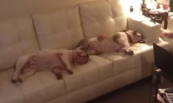 sleepy.webp