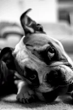 Ellie Mae 3.webp