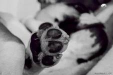 Ellie Mae 2.webp
