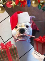 merrycwistmas.webp