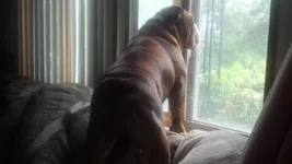 stella looking out the window.webp