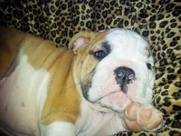 Lola first year 049.webp