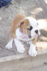 Lola first year 086.webp