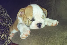 Lola first year 096.webp