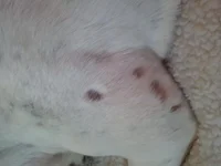Fur.webp