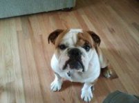 chubby.jpg chubby.jpg