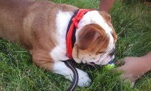 chubby1.jpg chubby1.jpg