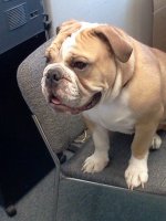 Otis - New - Pic #2.jpg