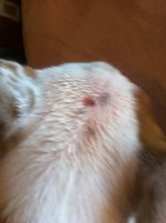 ImageUploadedByTapatalk1339666489.975940.jpg ImageUploadedByTapatalk1339666489.975940.jpg