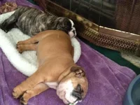 Seamus 7 weeks old 2.webp