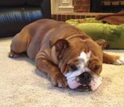 Zeus10 months.webp