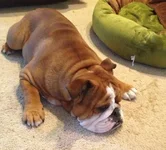Zeus 10 months (2).webp