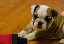Ellie Mae 1.1.webp